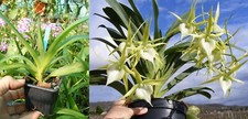 Angraecum veitchii orchidée d'occasion  Fumel