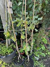 Piante pistacchio aegina usato  Valenzano
