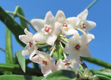 Hoya shepherdii gebraucht kaufen  Rudolstadt