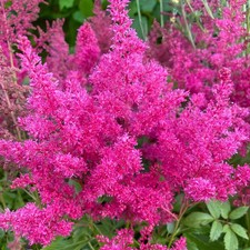 Astilbe arendsii rose for sale  GLASGOW