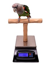 Parrot scale parrot for sale  Brooklyn
