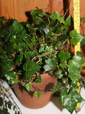 Various hedera helix for sale  ROCHESTER