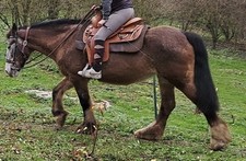 Westernsattel denver gebraucht kaufen  Dillstädt