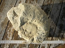 Fossilien tierfossilien nautil gebraucht kaufen  Sinsheim