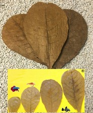 Seemandelbaumblätter 10cm nan gebraucht kaufen  Waltrop