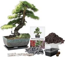 Pronto seed grow for sale  BIRMINGHAM