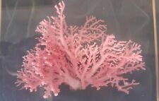 Ramo corallo rosa usato  Italia
