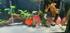 Stendker discus aquarium for sale  NORTHOLT