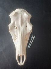 H15 schädel rothirsch gebraucht kaufen  Coesfeld