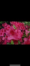 Azalea evergreen rosy for sale  CRAIGAVON