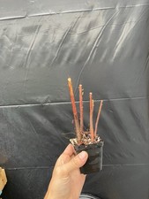 Tree mini bald for sale  Wallkill