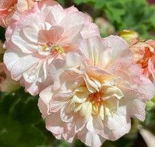 Pelargonie jungpflanze marcel gebraucht kaufen  Forbach