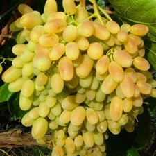 Jährige kernlose pilzfeste gebraucht kaufen  Ludwigshafen am Rhein