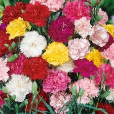 2500 mixed carnation for sale  Wakefield