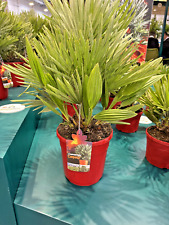 Chamaerops humilis compacta gebraucht kaufen  Nordkirchen