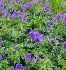 Geranium magnificum perennial for sale  ABINGDON