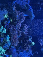 Red bubble tip for sale  NEWCASTLE