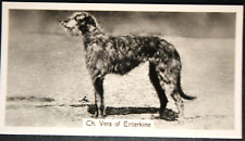 Scottish deerhound show for sale  DERBY