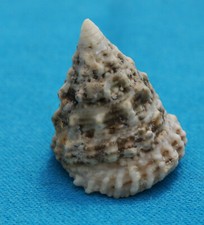Tectus fenestratus corail d'occasion  Saintes
