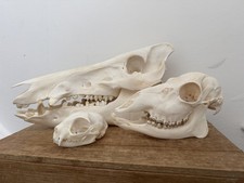 animal skulls for sale  FALMOUTH