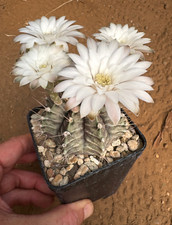 Gymnocalycium mihanovichii cac usato  Menfi