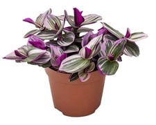 Tradescantia nanouk flowering for sale Tradescantia nanouk flowering for sale  CHELMSFORD