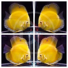 Pack live discus for sale  Carrollton