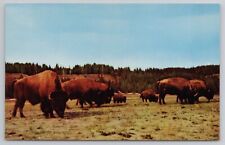 Bison buffalo yellowstone for sale  Owosso