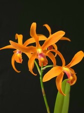 Cattleya taiwan orange for sale  NOTTINGHAM