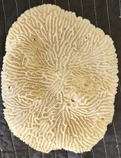 Giant piece natural for sale  Miami