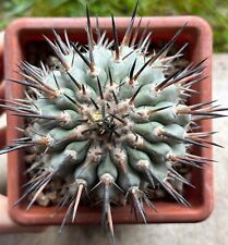 Copiapoa cinerea mount usato  Valdastico