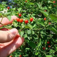 Tepin chile chiltepin d'occasion  Expédié en Belgium