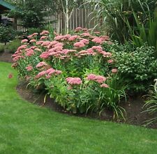 Pink flowering sedum for sale  RICKMANSWORTH