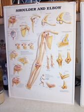 Vintage anatomical shoulder for sale  CHESTERFIELD