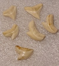 Lot dents requin d'occasion  Saint-Varent