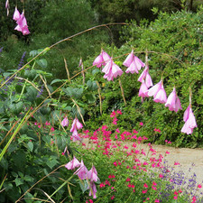 Dierama pulcherrimum canne d'occasion  Pouzauges