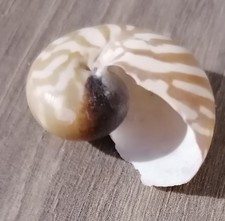 Nautilus petite taille d'occasion  Abbeville