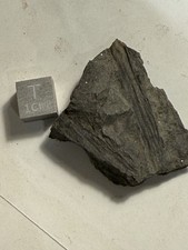 Fossil devonian plant for sale  Delta