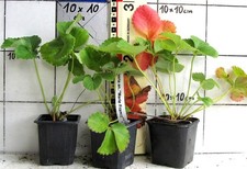 Erdbeerpflanzen marie france gebraucht kaufen Erdbeerpflanzen marie france gebraucht kaufen  Bad Bergzabern