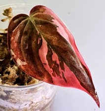Schöne philodendron micans gebraucht kaufen  Obertshausen