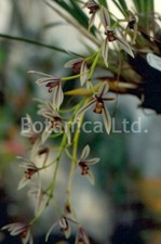 Botanica ltd. cymbidium for sale  Missoula