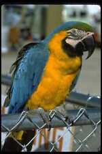 008004 blue gold for sale  UK