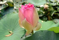 Nelumbo seeds wild for sale  Willis