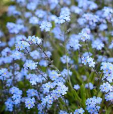 Forget seeds wild for sale  BORDON