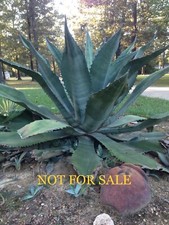 Large size agave for sale  Collinston