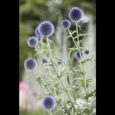 Echinops ritro kugeldistel gebraucht kaufen  Deutschland