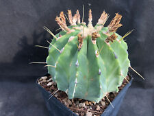 Ferocactus glaucescens inermis usato  Massafra