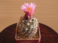 Sclerocactus brevispinus 1743 usato  Spedire a Italy