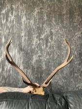 Point wild red for sale  COTTINGHAM