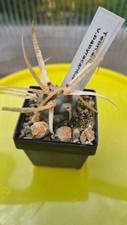Tephrocactus articulatus var gebraucht kaufen  Leer (Ostfriesland)
